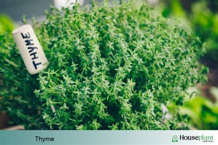 Are all thyme edible