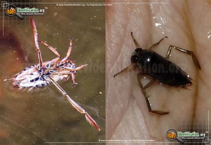 Are Backswimmer bites dangerous