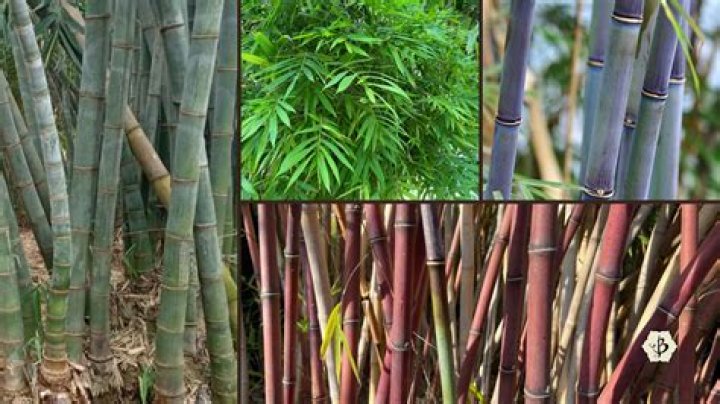 Are bamboo bugs resistant