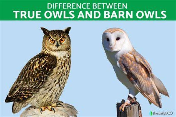 Are barn owls aggressive?