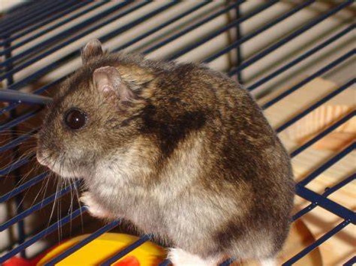 Are Campbell dwarf hamsters good pets?