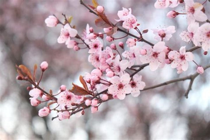 Are cherry blossoms expensive