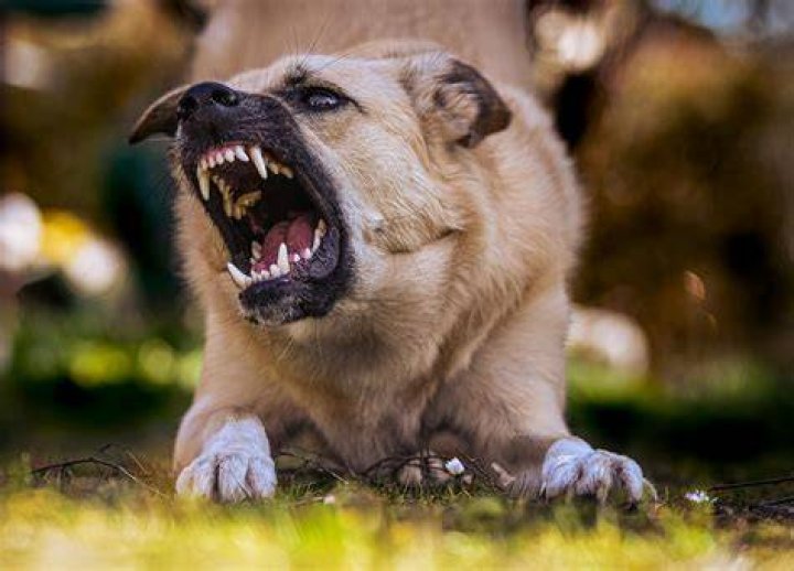 Are Chipins aggressive?