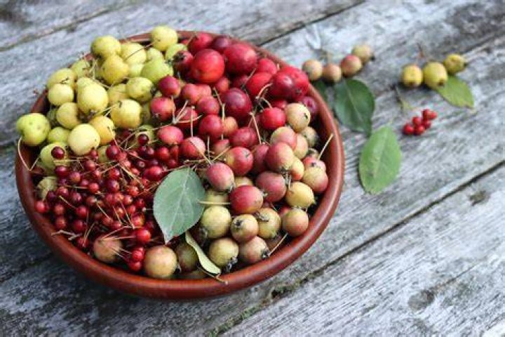 Are Crabapple berries edible