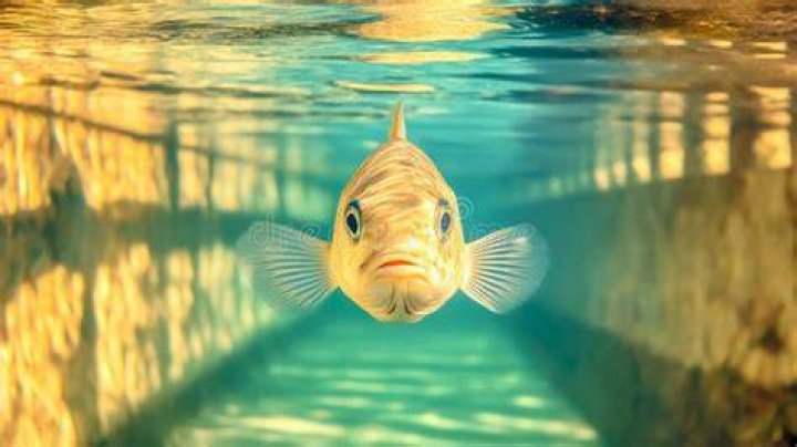 Are fish curious