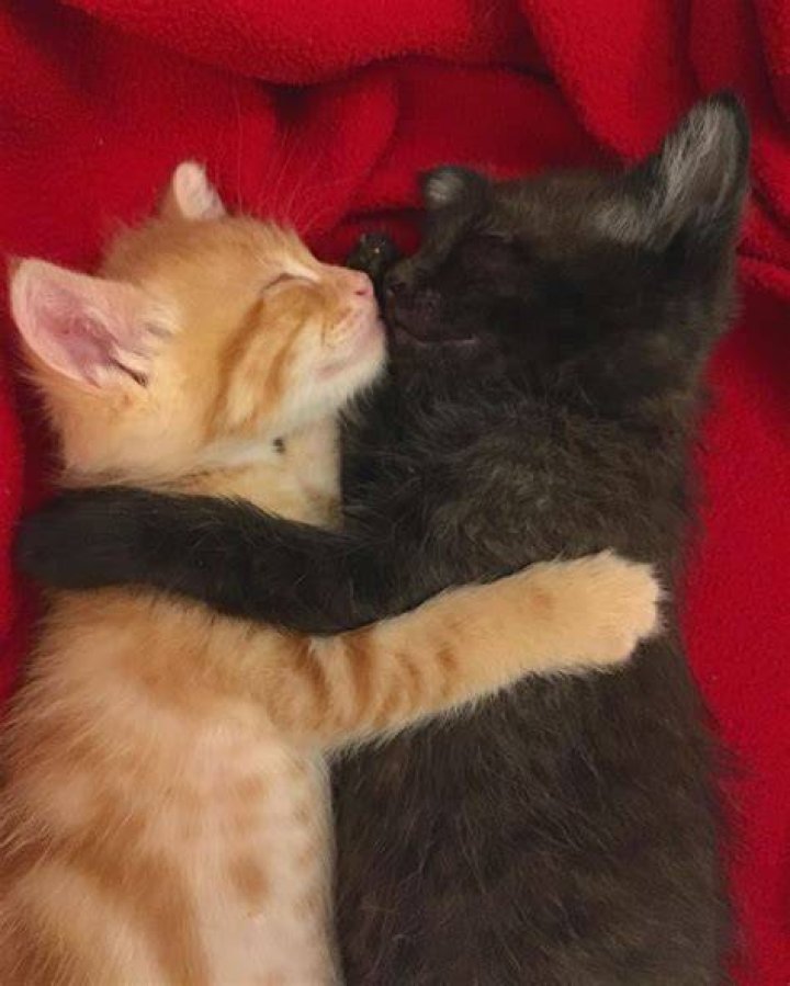 Are orange kittens crazy?