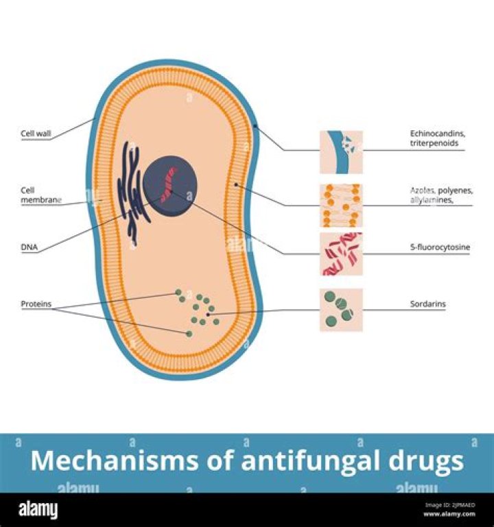 Are Polyenes antifungal?