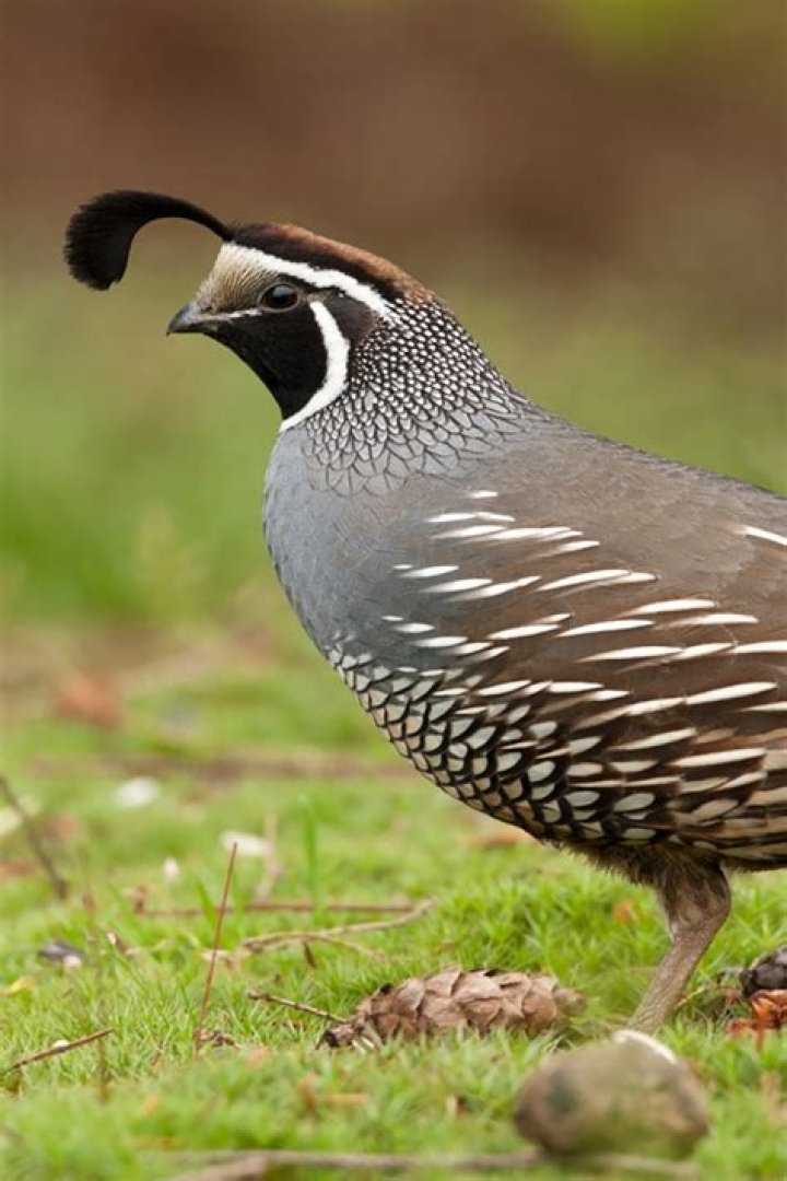Are quails Mexican?