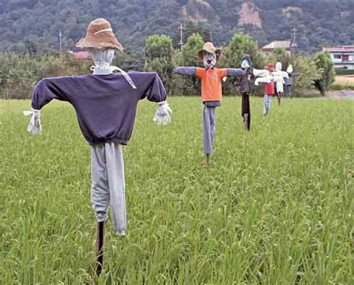 Are scarecrows still used