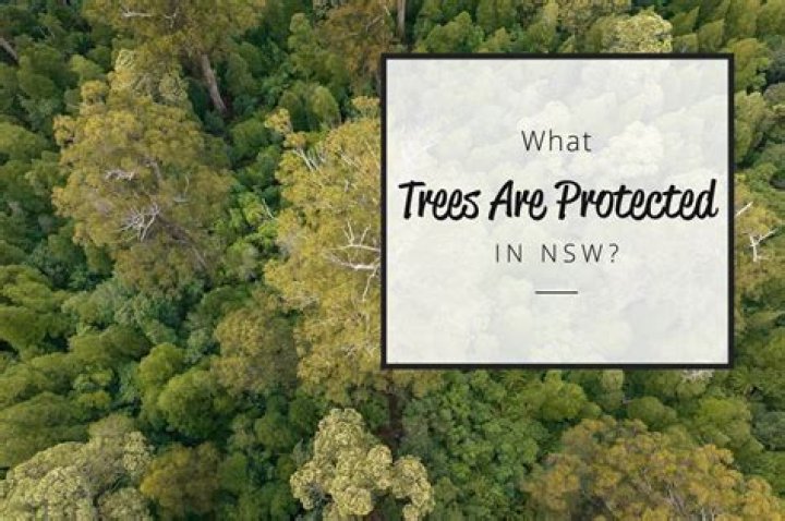 Are sheoak trees protected?