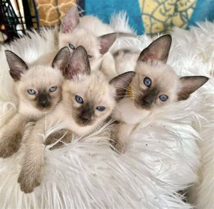 Are Siamese cats friendly?