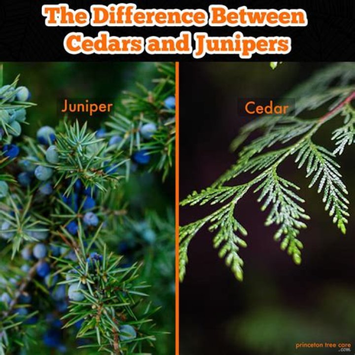 Are Spartan junipers deer resistant