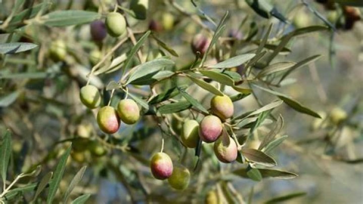 Are there non fruit producing olive trees?