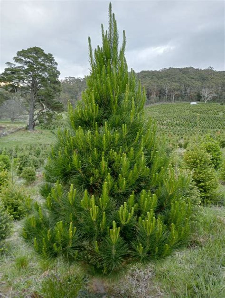 Are there pine trees in Rome
