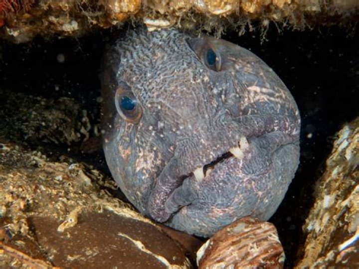 Are wolf fish invasive?