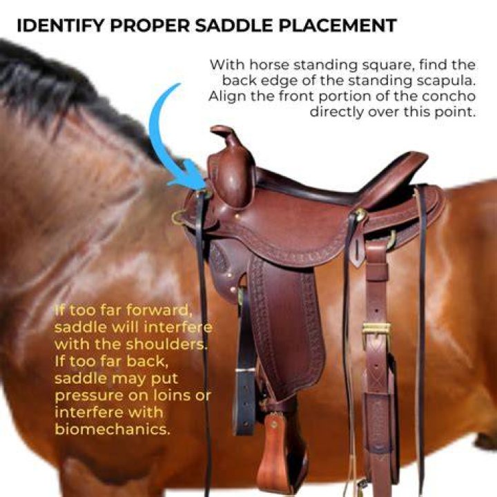 Are WTB saddles good?