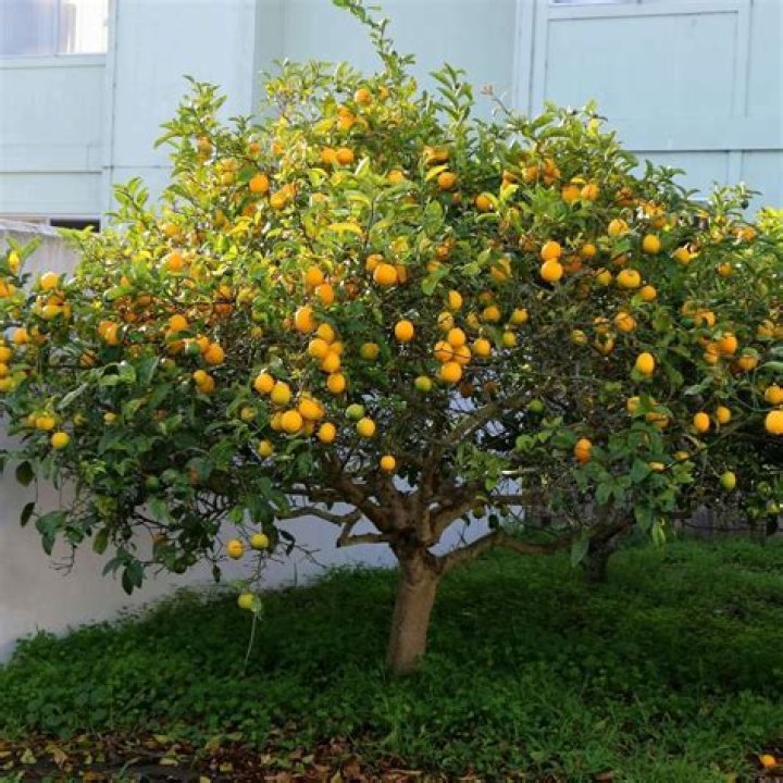 Can a lemon tree be transplanted