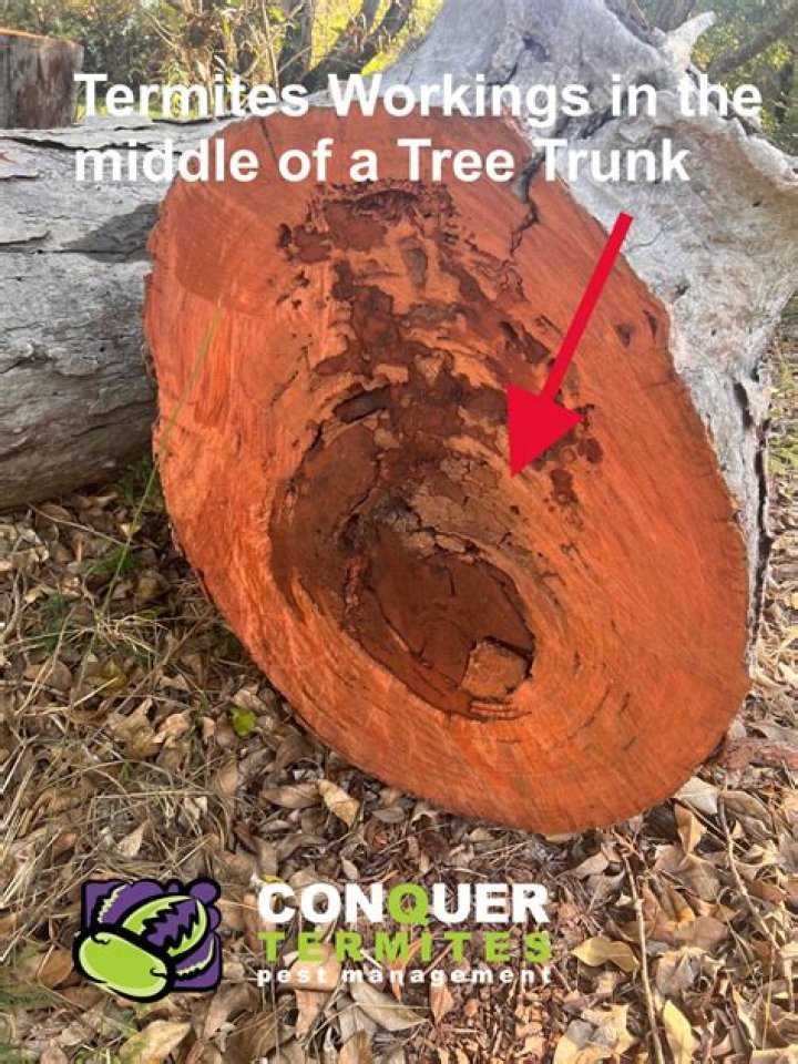 Can a termite infested tree be saved