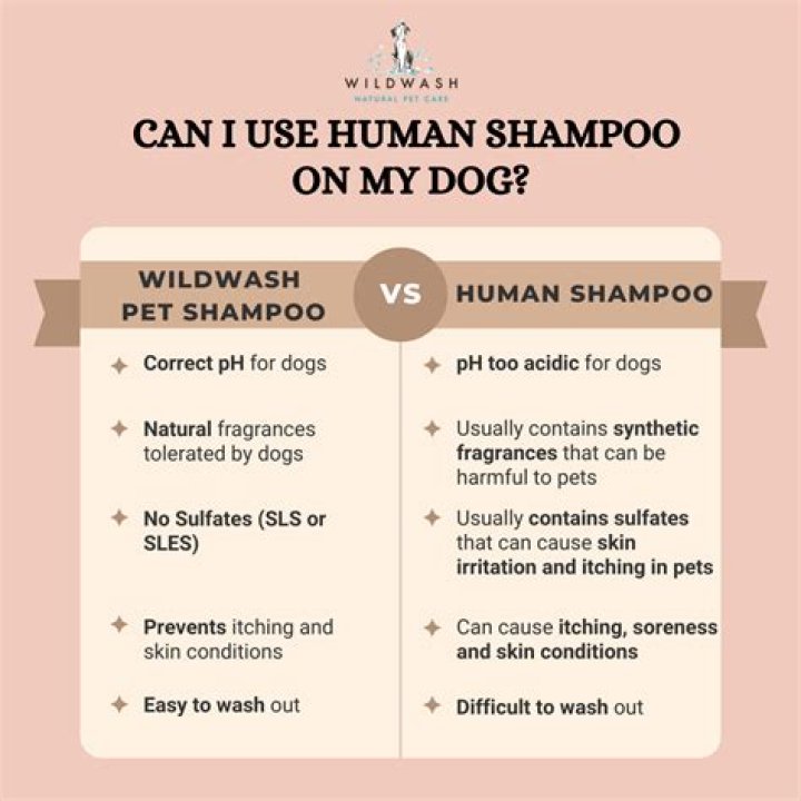 Can cat use human shampoo