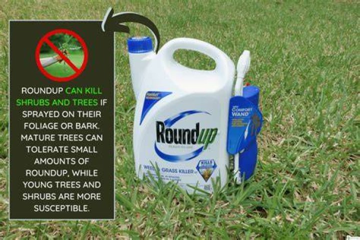 Can cattle eat grass sprayed with Roundup