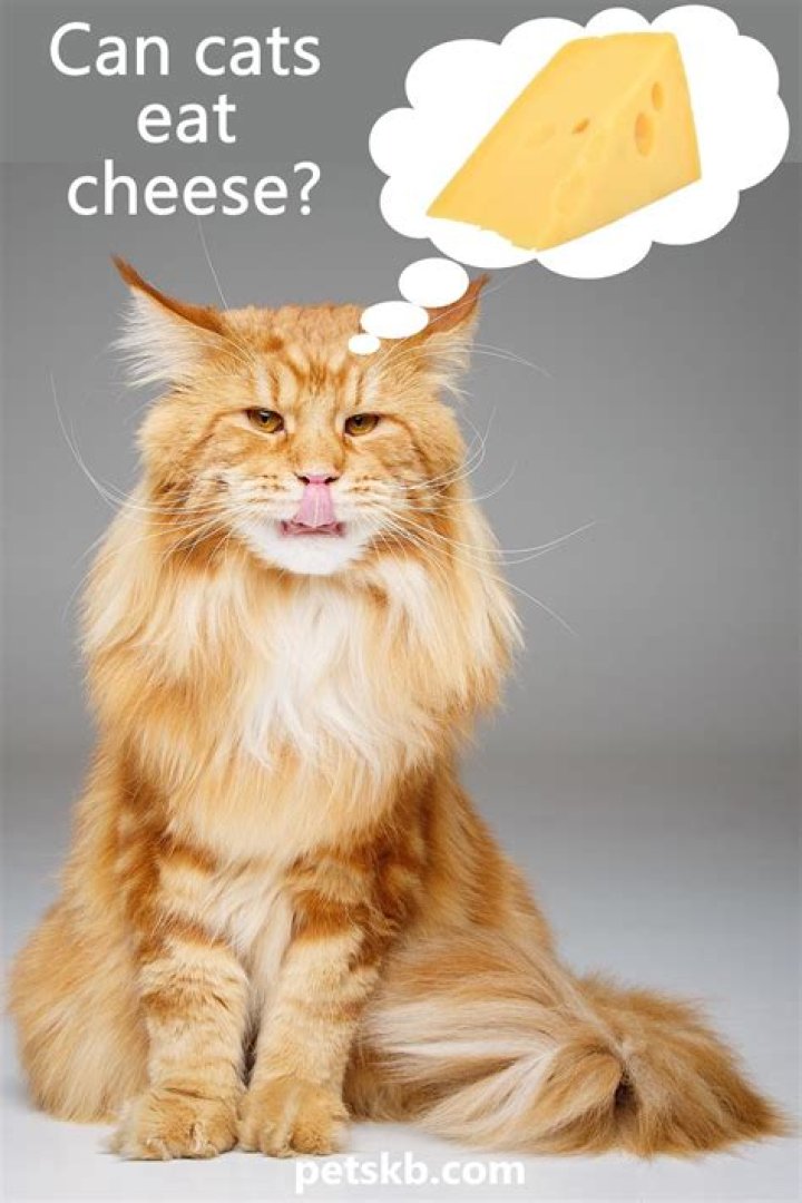 Can cheese kill cats?