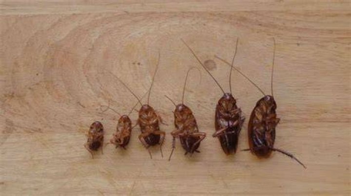 Can cockroaches be small