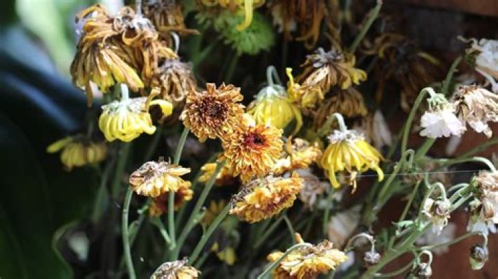 Can dead mums grow