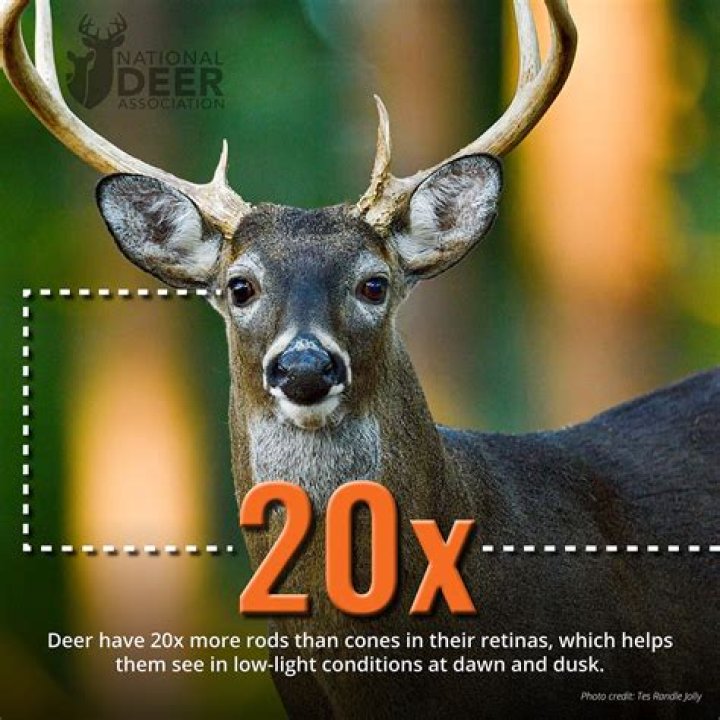 Can deer be castrated?