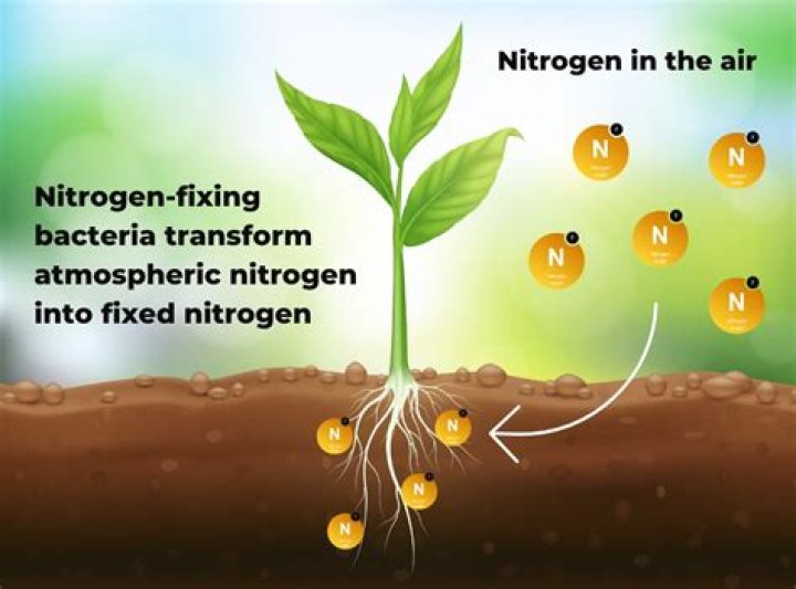 Can nitrogen be fixed by lightning or bacteria?