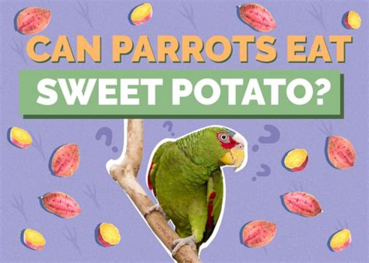 Can parrots eat sweets