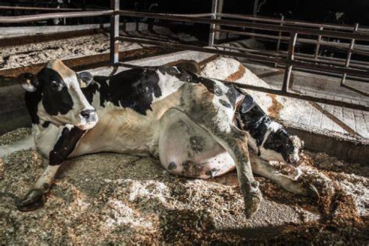 Can Roundup hurt cows