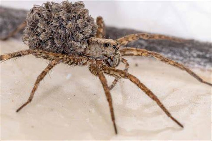 Can spiders survive a Dyson