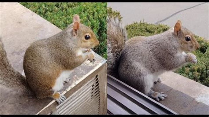 Can squirrels get between floors?