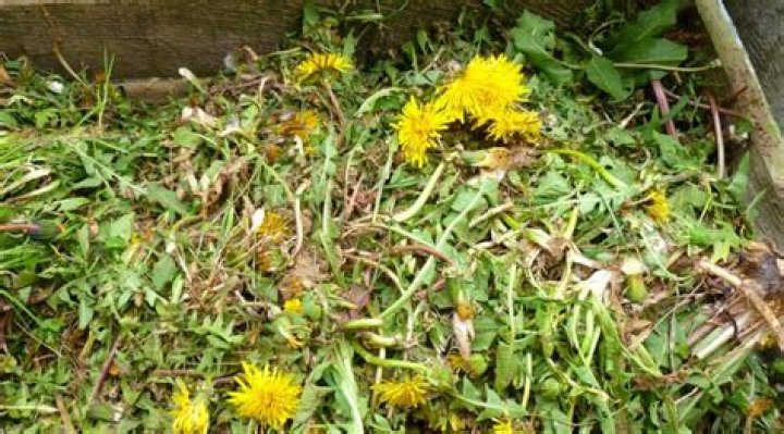 Can weeds be composted