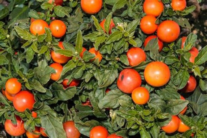 Can you eat Jerusalem cherry
