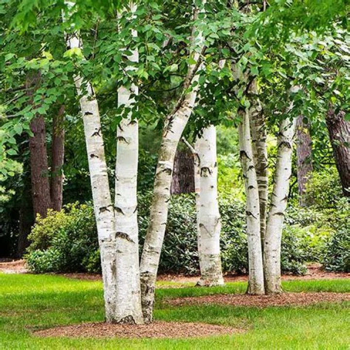 Can you get dwarf silver birch trees