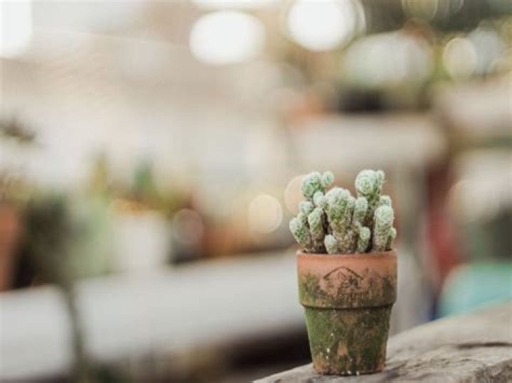 Can you put cactus outside
