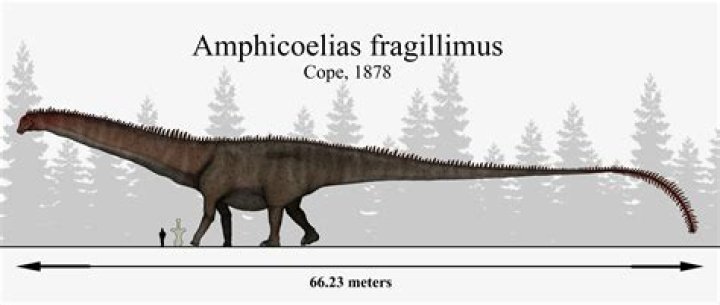 Did Amphicoelias exist?