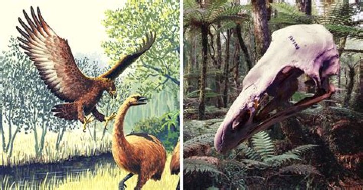 Did Haast eagle eat humans?