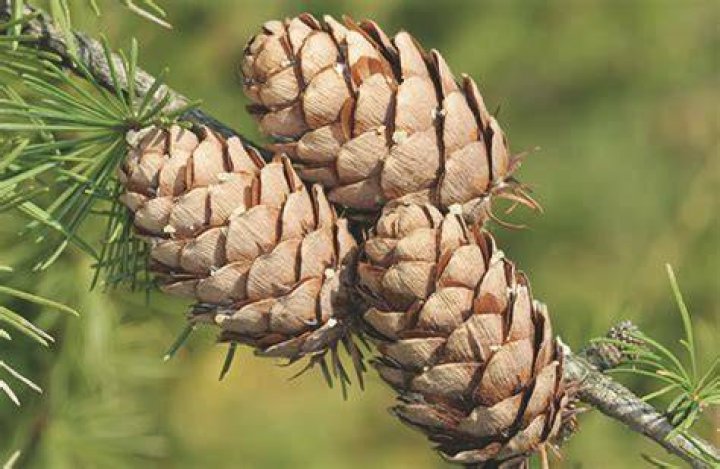 Do all conifers have cones