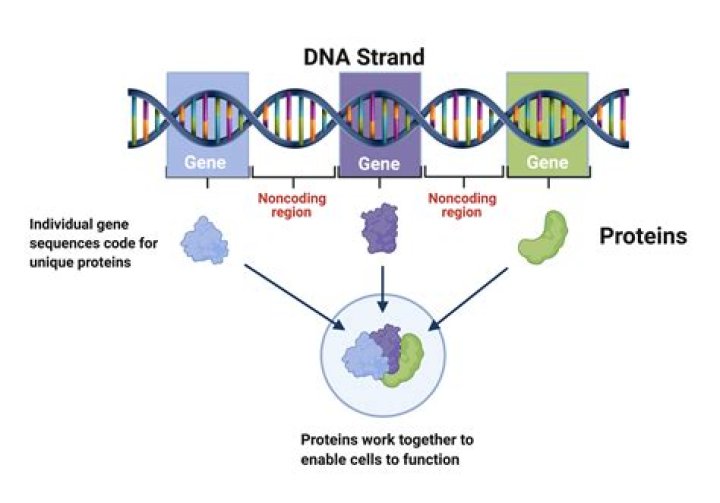 Do all genes make proteins