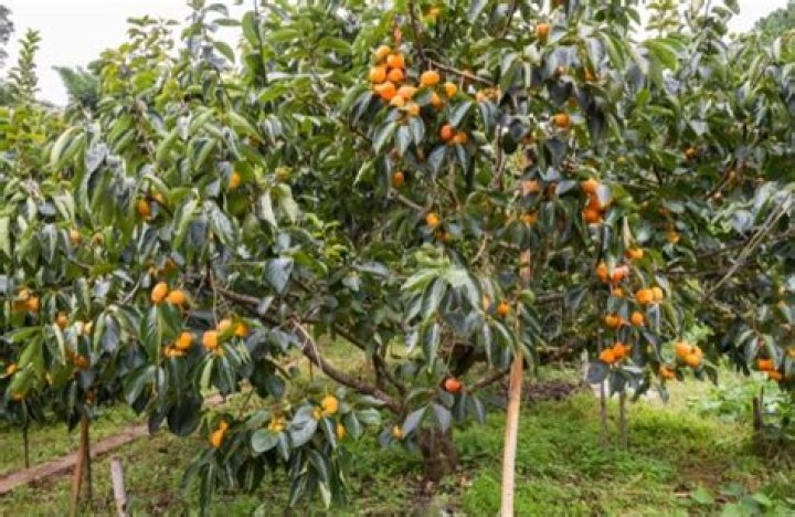 Do all persimmon trees bear fruit