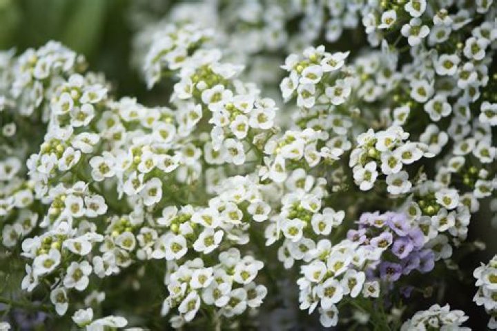 Do alyssum flowers spread