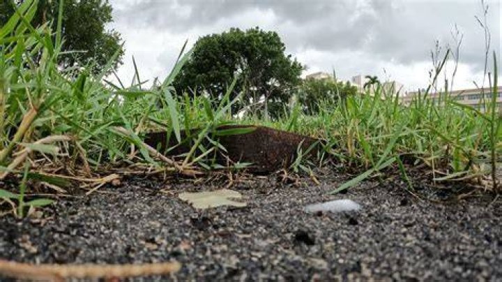 Do ants prefer sugar or cheese?