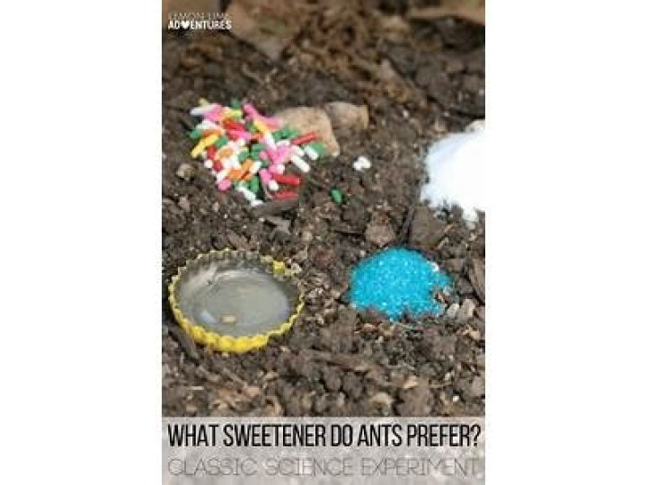 Do ants prefer sugar?