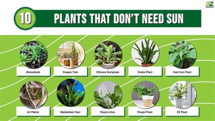 Do any plants not need sunlight