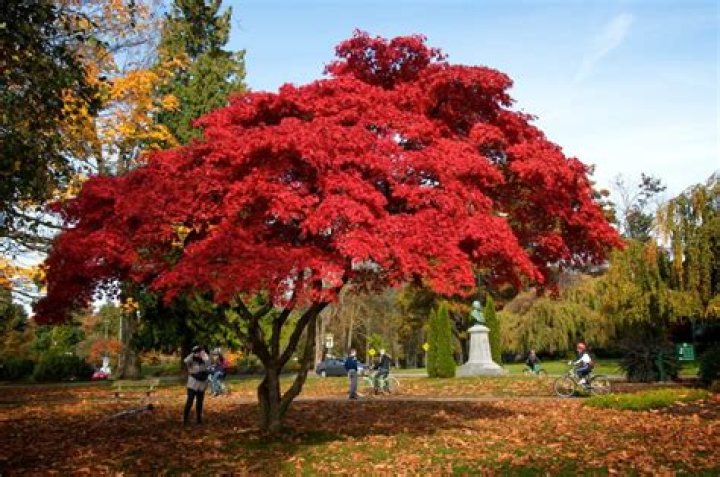 Do ash trees turn red in the fall