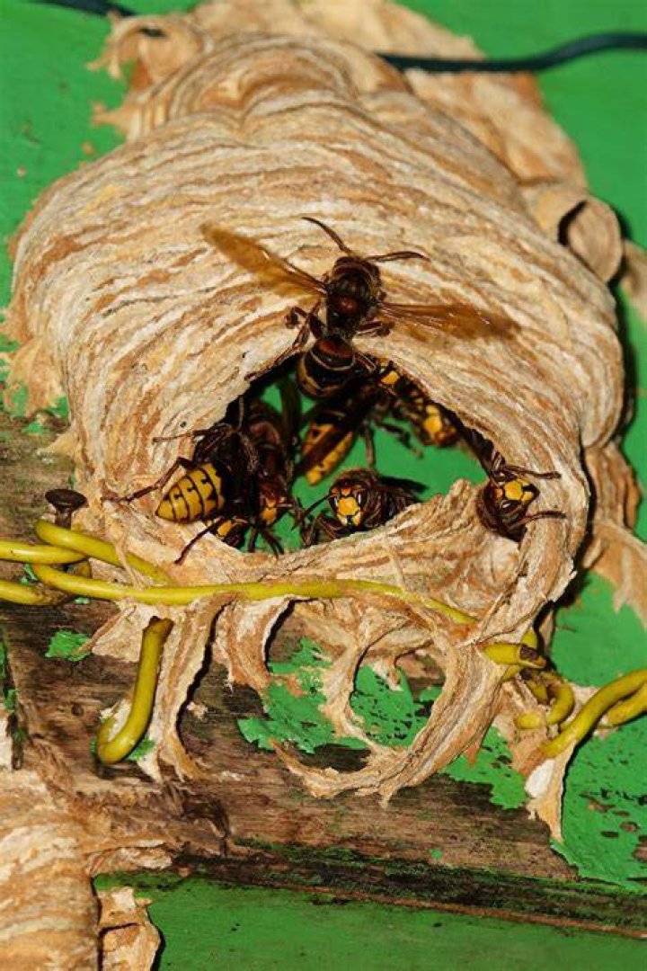 Do bees guard their nest?