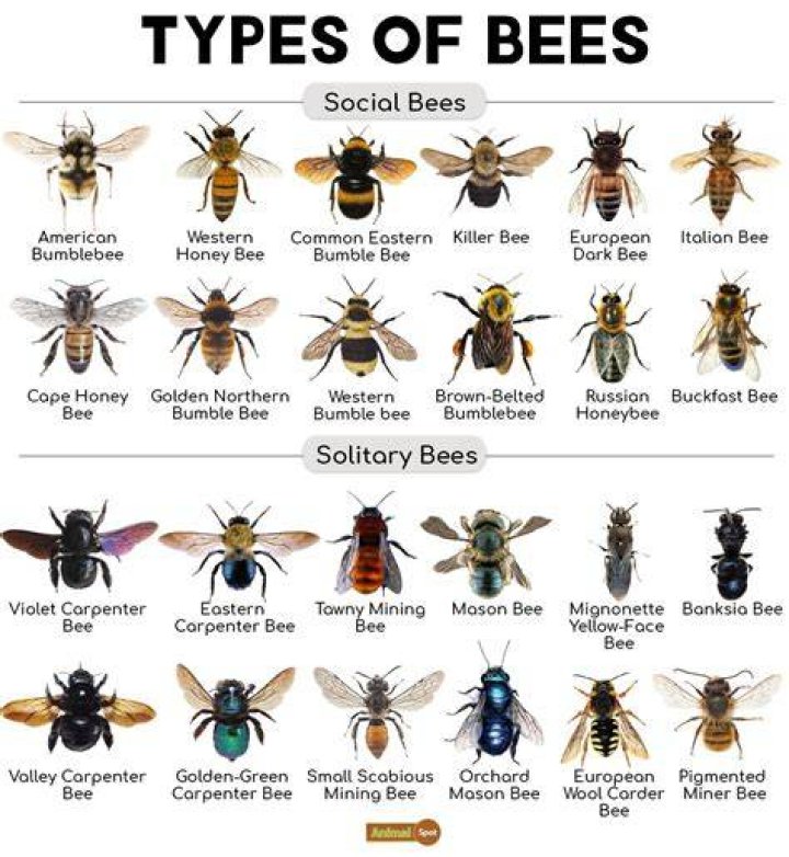 Do bees live in China?
