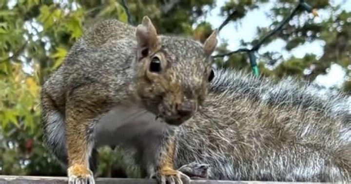 Do black squirrels attack grey squirrels?